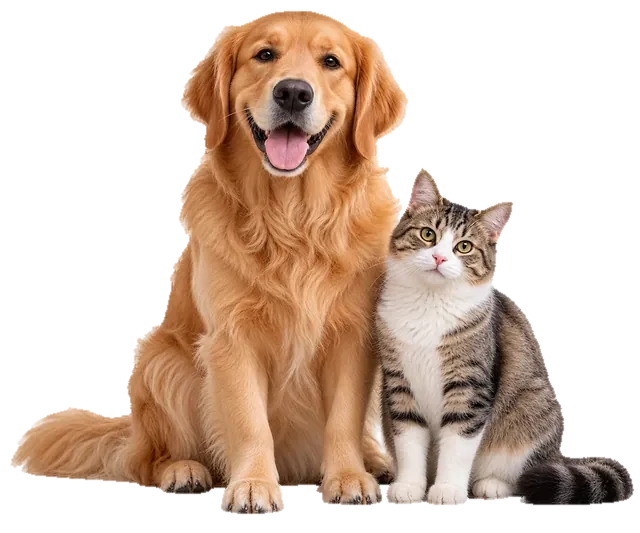 A Golden Retriever sitting next to a tabby cat